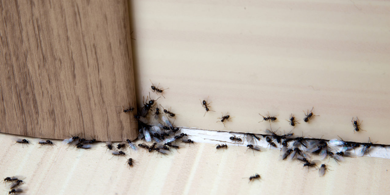 Should You Get Rid of Ants in the Garden?