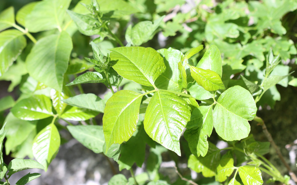 Here’s What’s Up With Western Poison Ivy