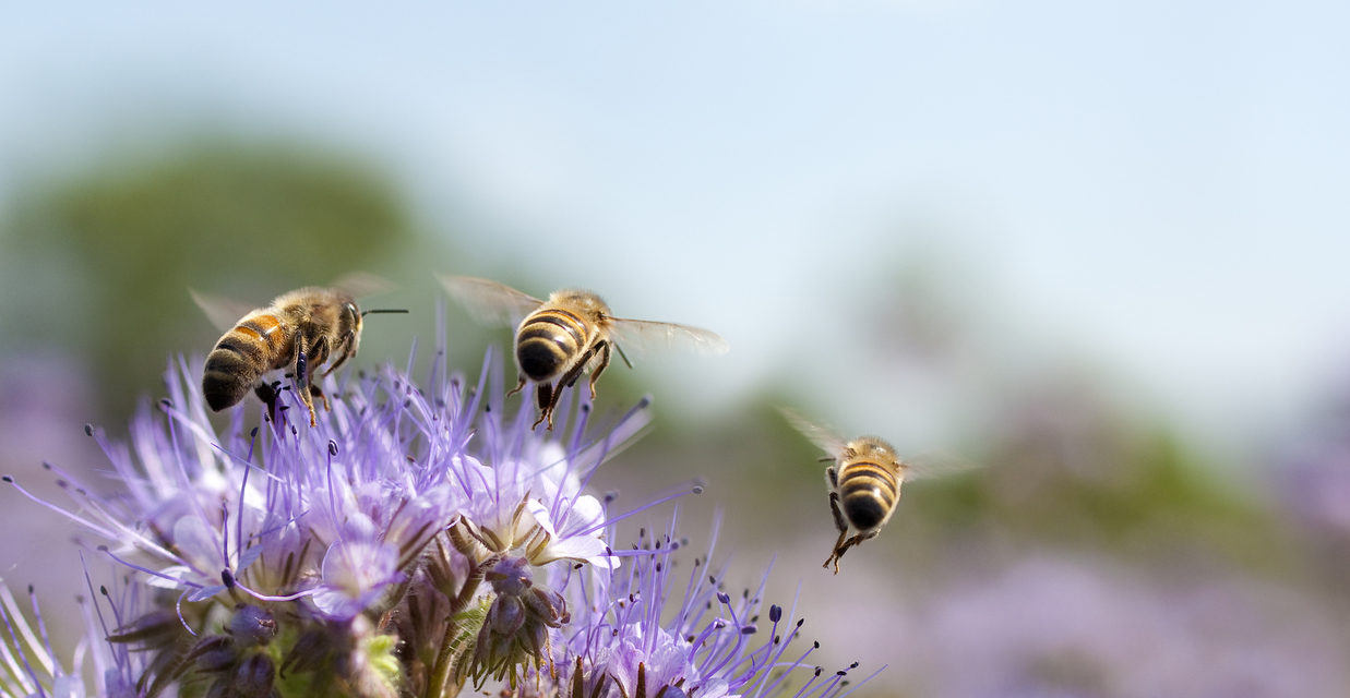 Why You Should Embrace Bees in the Garden