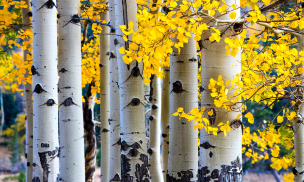Here’s What’s Killing Your Aspens