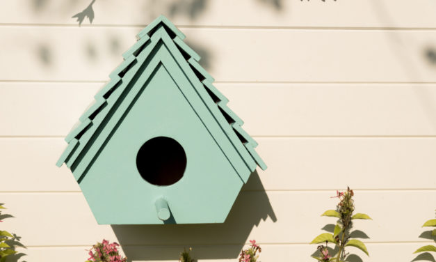 5 Tips for Creating a Safe Birdhouse