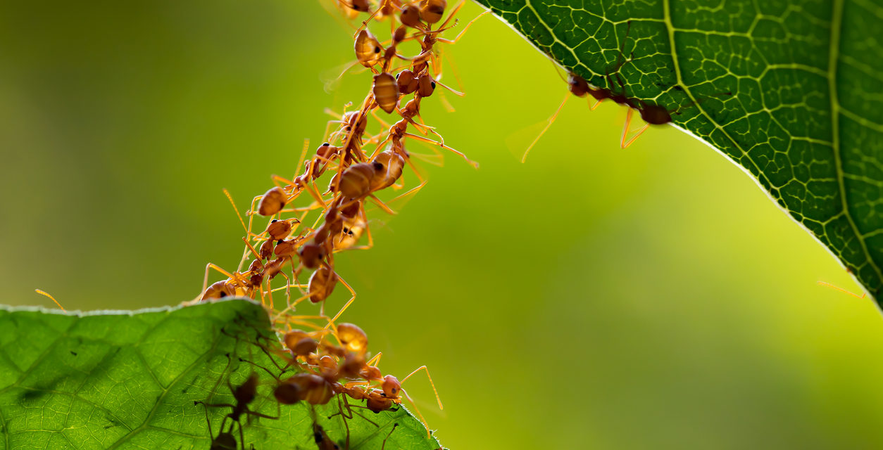 Getting Rid of Ants the Non-Toxic Way
