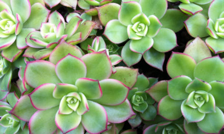 5 Easy Tips for Growing Succulents Indoors