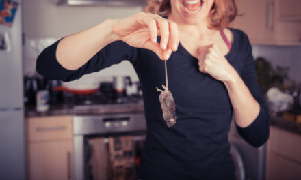 5 Ways to Keep Mice Out of Your Kitchen