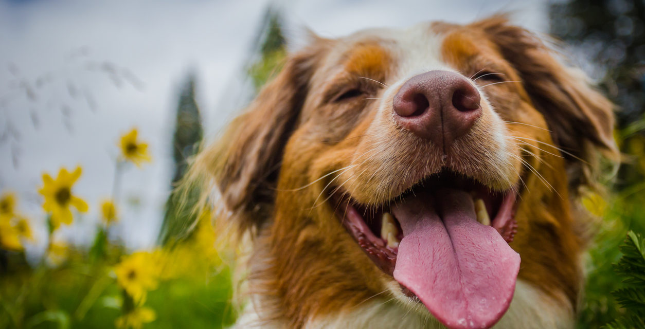 7 Ways To Make Your Yard Dog-Friendly