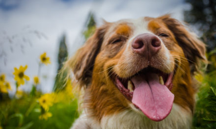 7 Ways To Make Your Yard Dog-Friendly