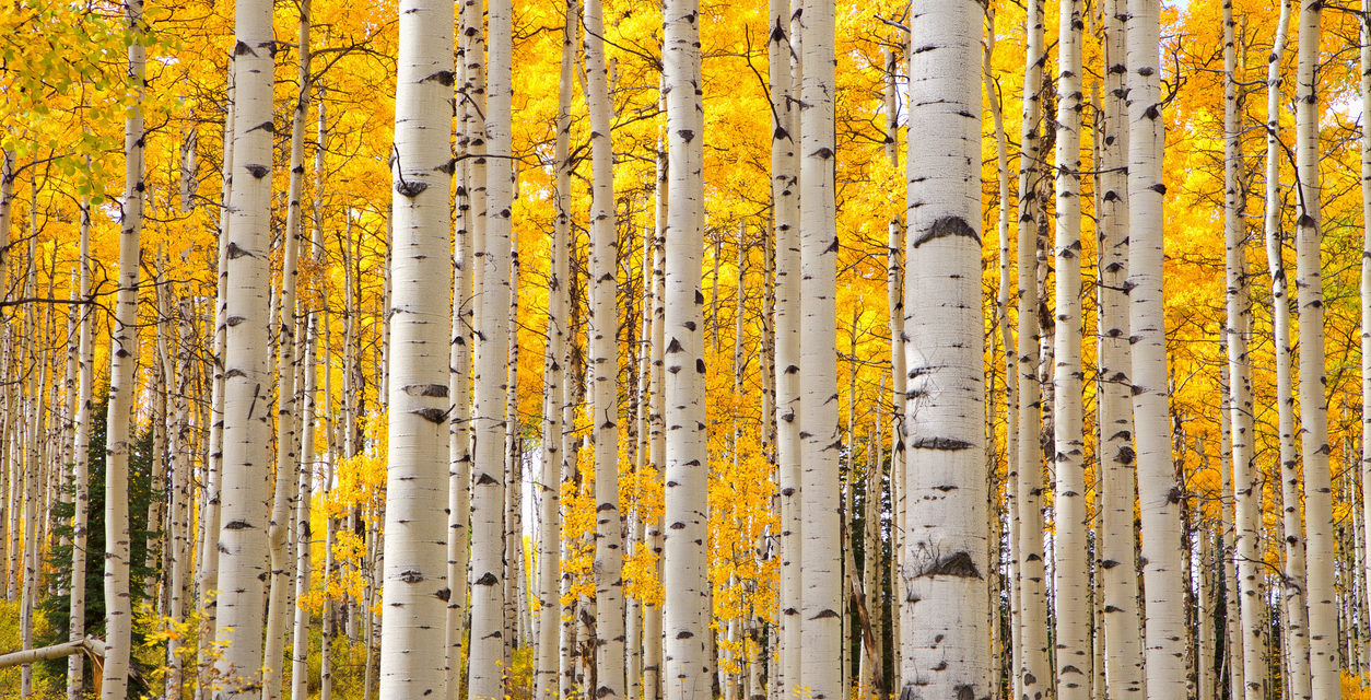 5 Signs of Seasonal Change in Colorado