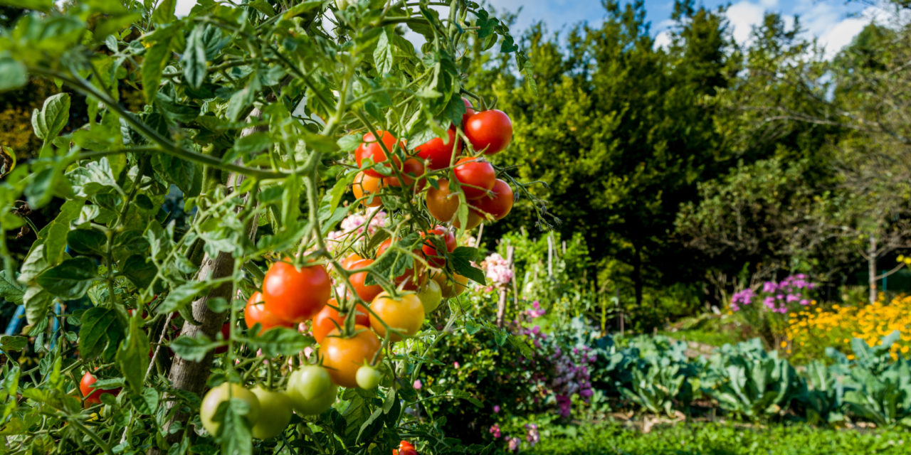 7 Easiest Edible Plants to Grow in Your Home Garden