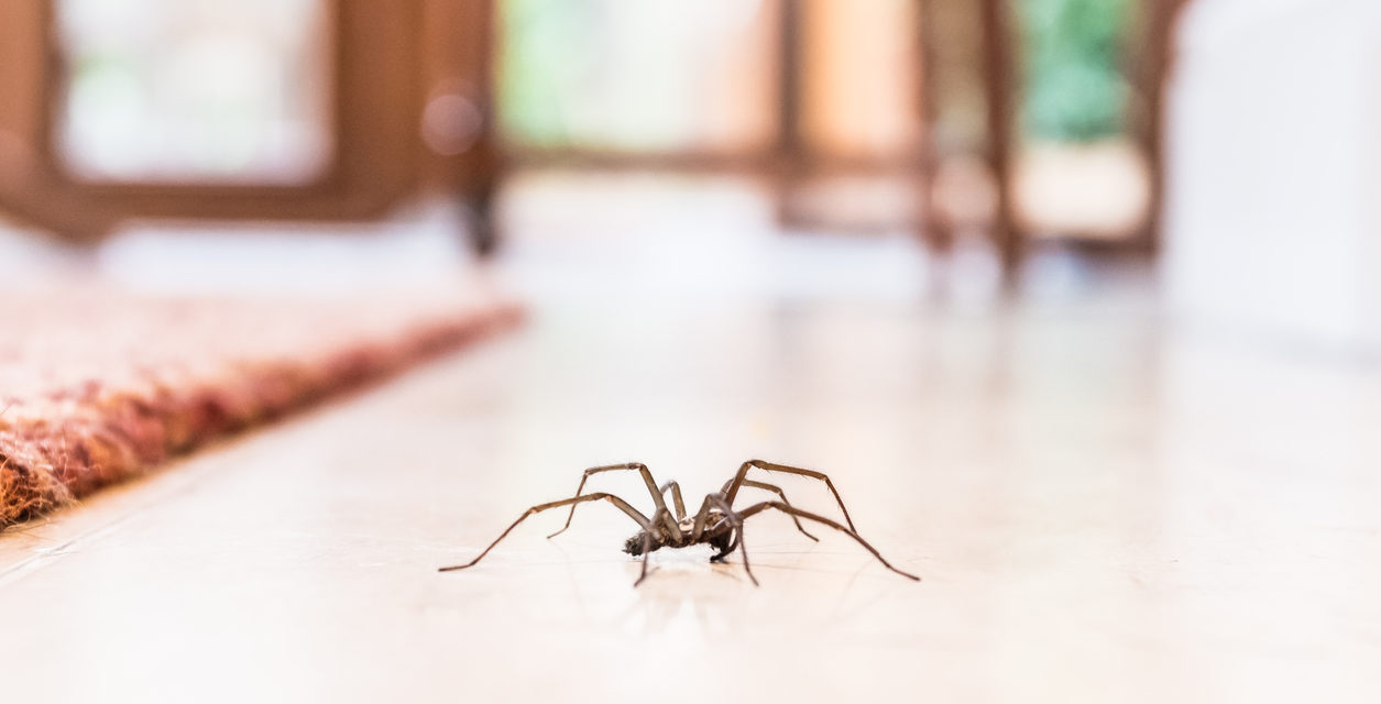 5 Ways to Keep Spiders Out of Your Home