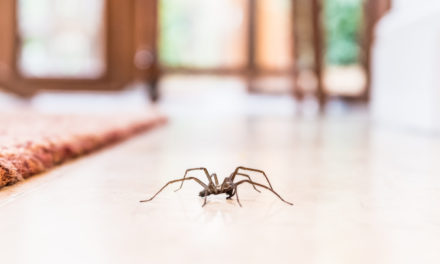 5 Ways to Keep Spiders Out of Your Home