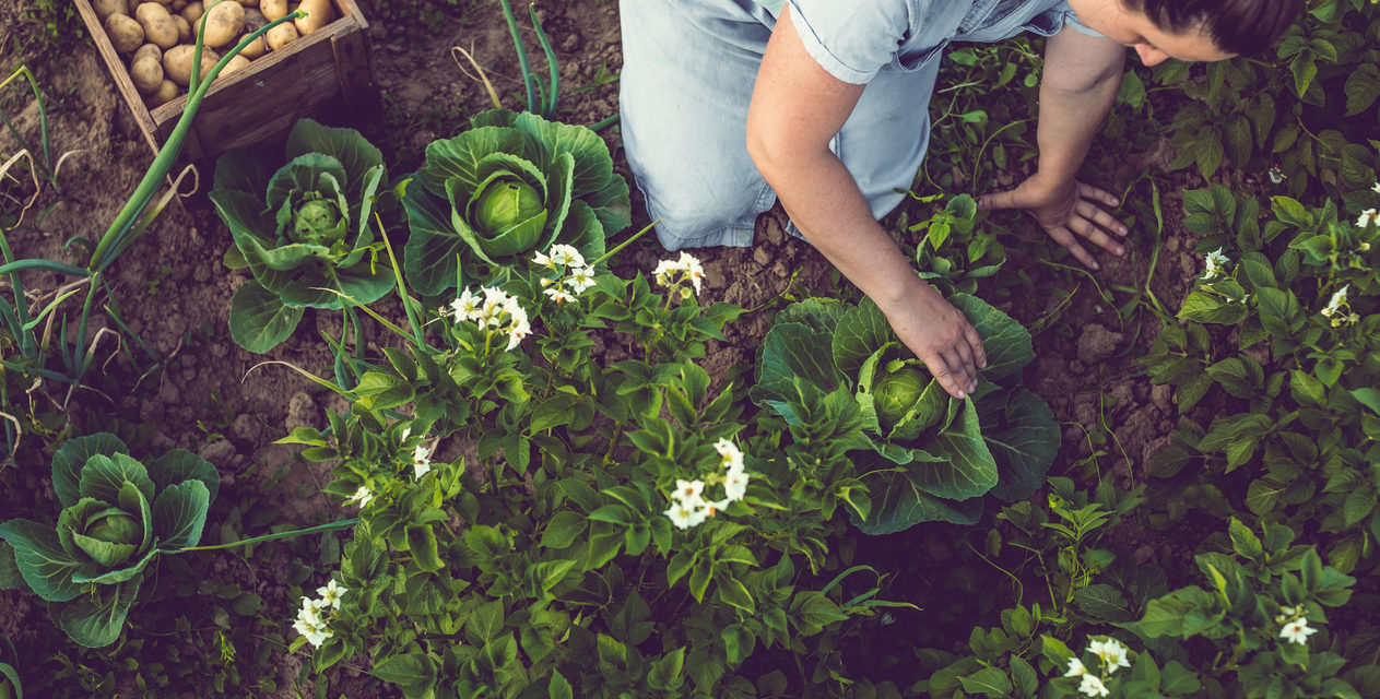 5 Easy Ways to Improve Soil Naturally