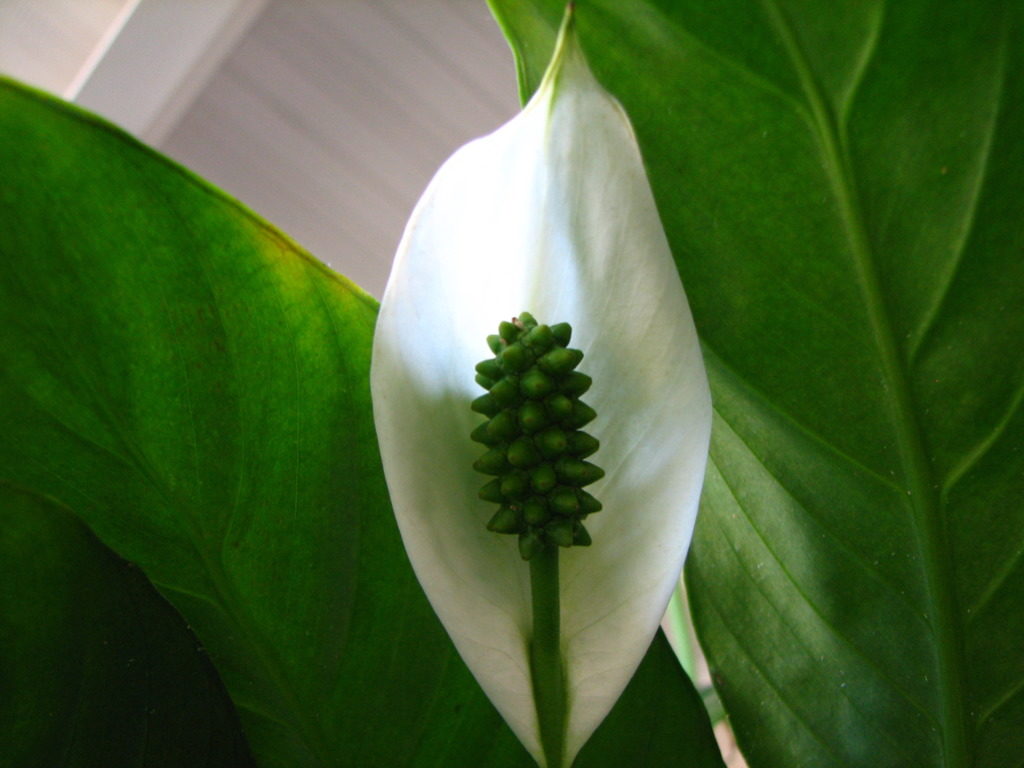 Peace Lily Photo Credit: Audrey (Flickr).