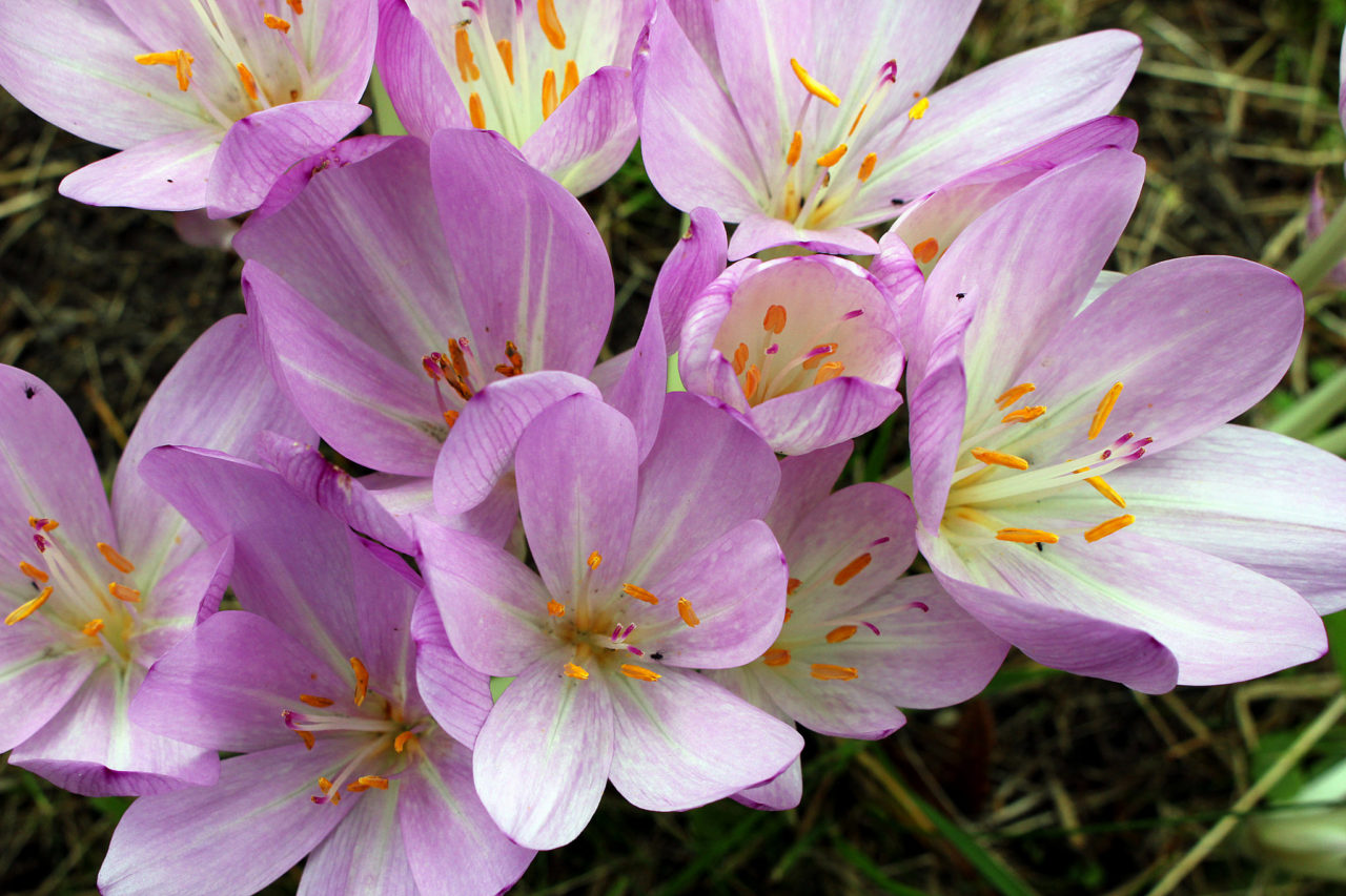 8-of-the-most-poisonous-flowers-for-pets-colorado-home-and-garden