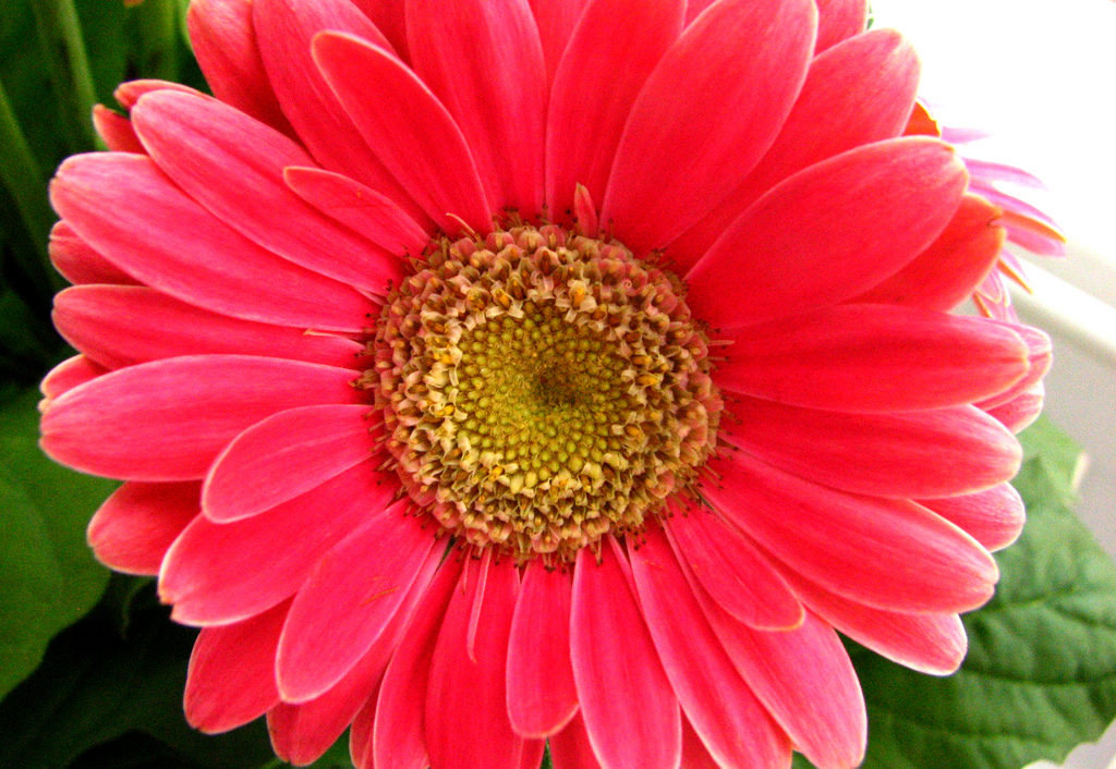 Gerber Daisy Photo Credit: Rona Proudfoot (Flickr).