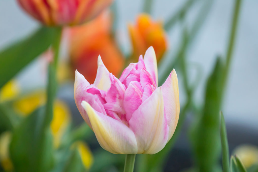 Tulip Photo Credit: Susanne Nilsson (Flickr).