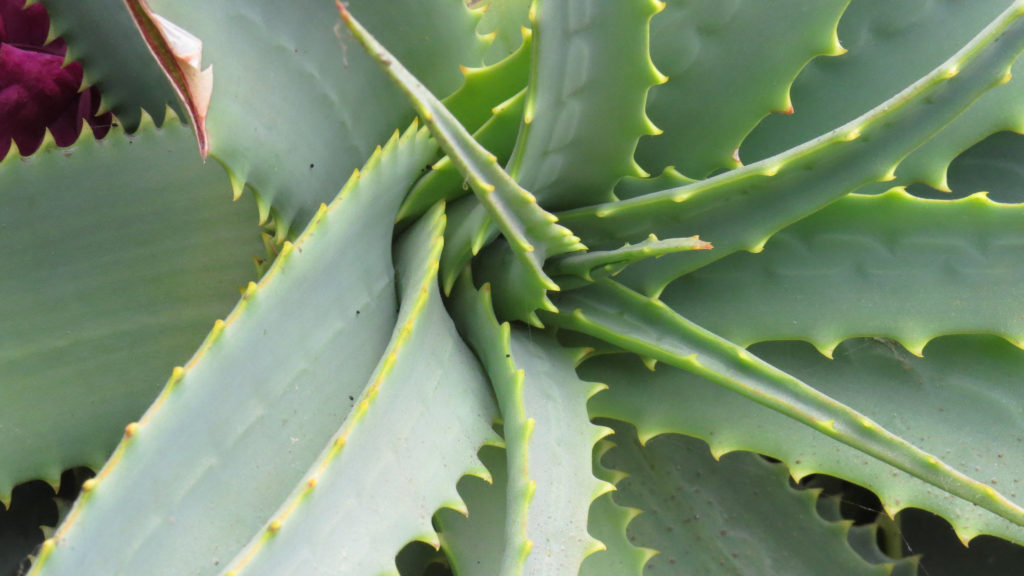 Aloe Vera Plants Photo Credit: Luke Jones (Flickr).