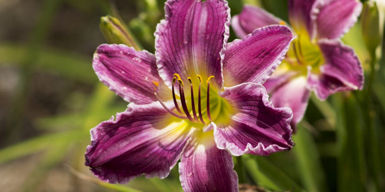 8 of the Most Poisonous Flowers for Pets Colorado Home and Garden