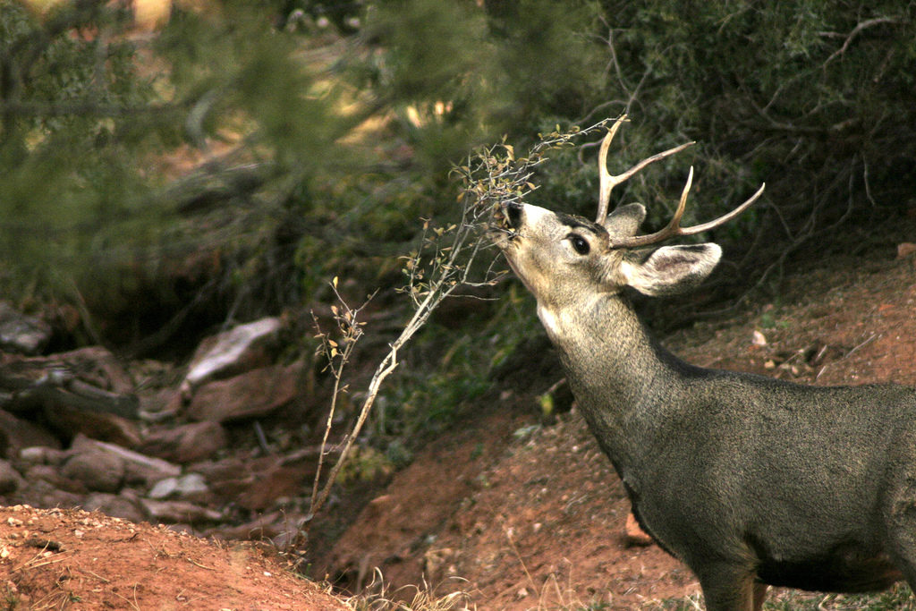 Deer Photo Credit: Mark Byzewski (Flickr).