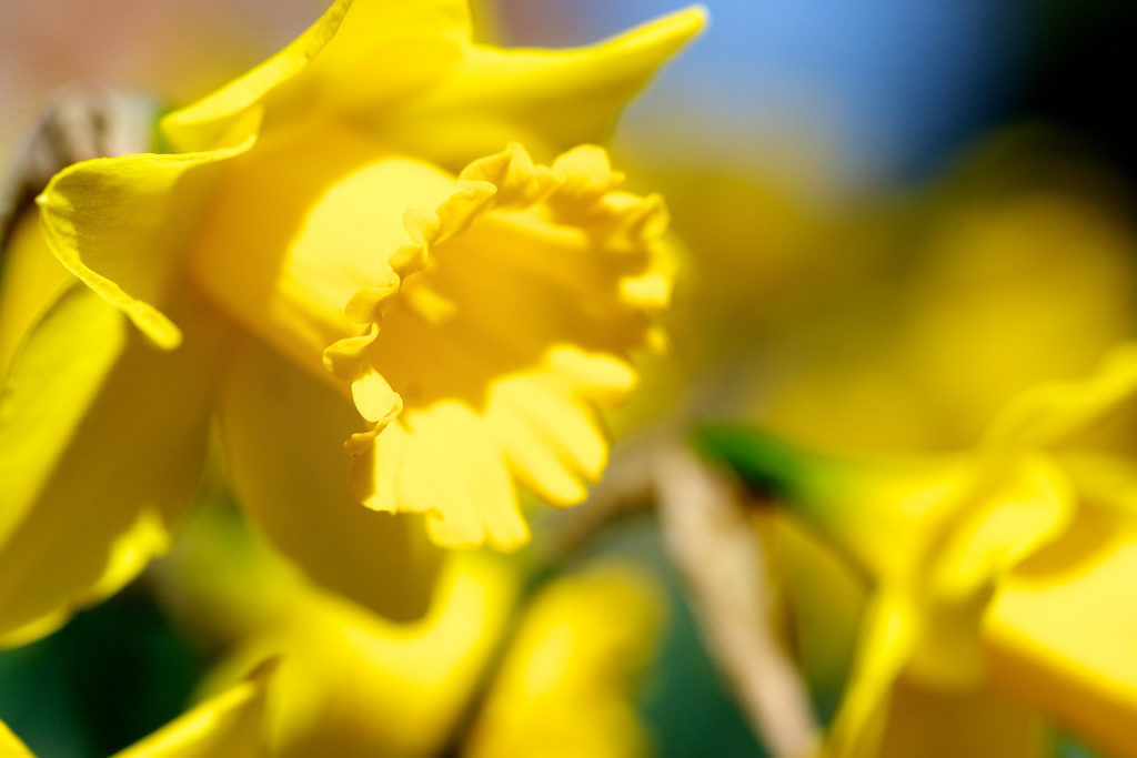 Daffodil Photo Credit: Karen Blaha (Flickr).