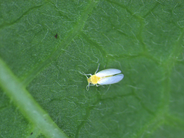 Whiteflies Photo Credit: Elintarviketurvallisuusvirasto Evira (Flickr).