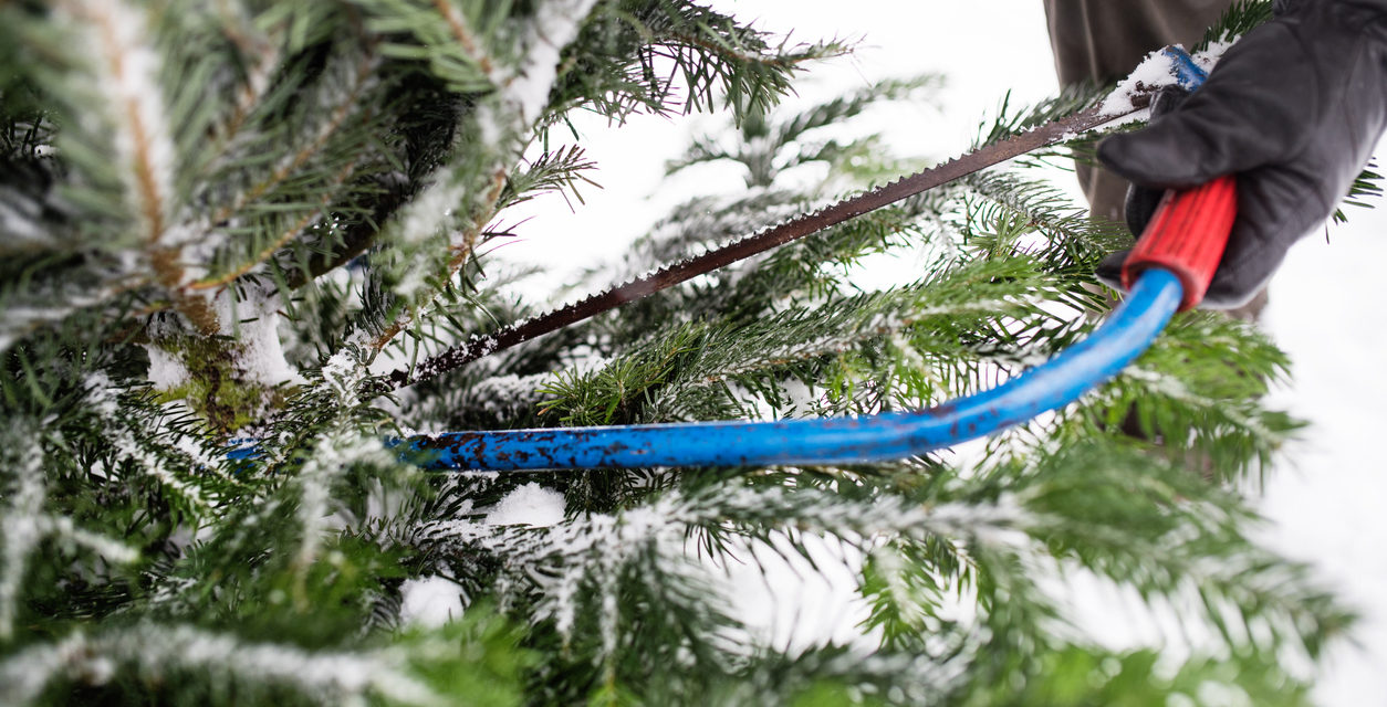 A Horrifying List of Bugs Hiding in Your Christmas Tree