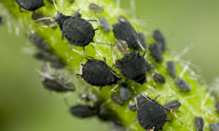 5 Bugs Hiding in Your Houseplants