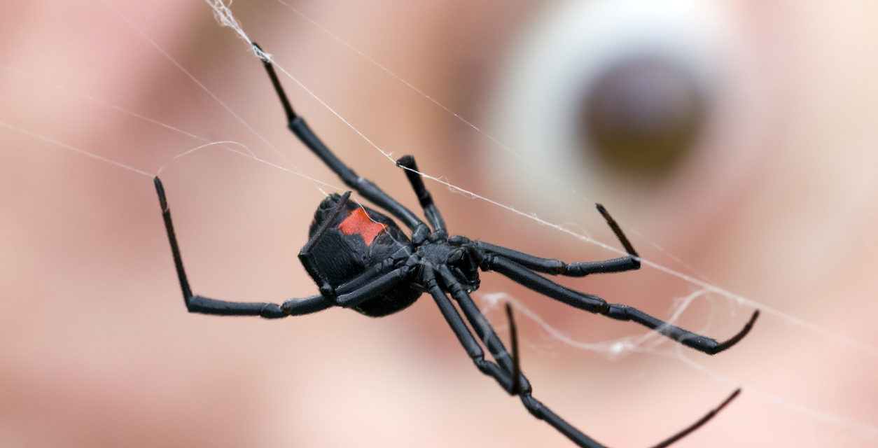 Warning: America’s Most Dangerous Spider Could be Hiding in Your Christmas Tree
