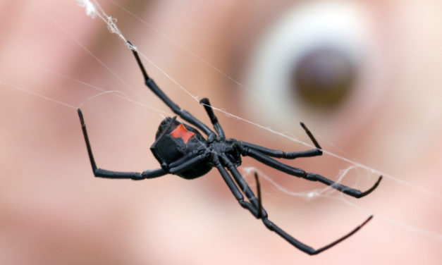 Warning: America’s Most Dangerous Spider Could be Hiding in Your Christmas Tree