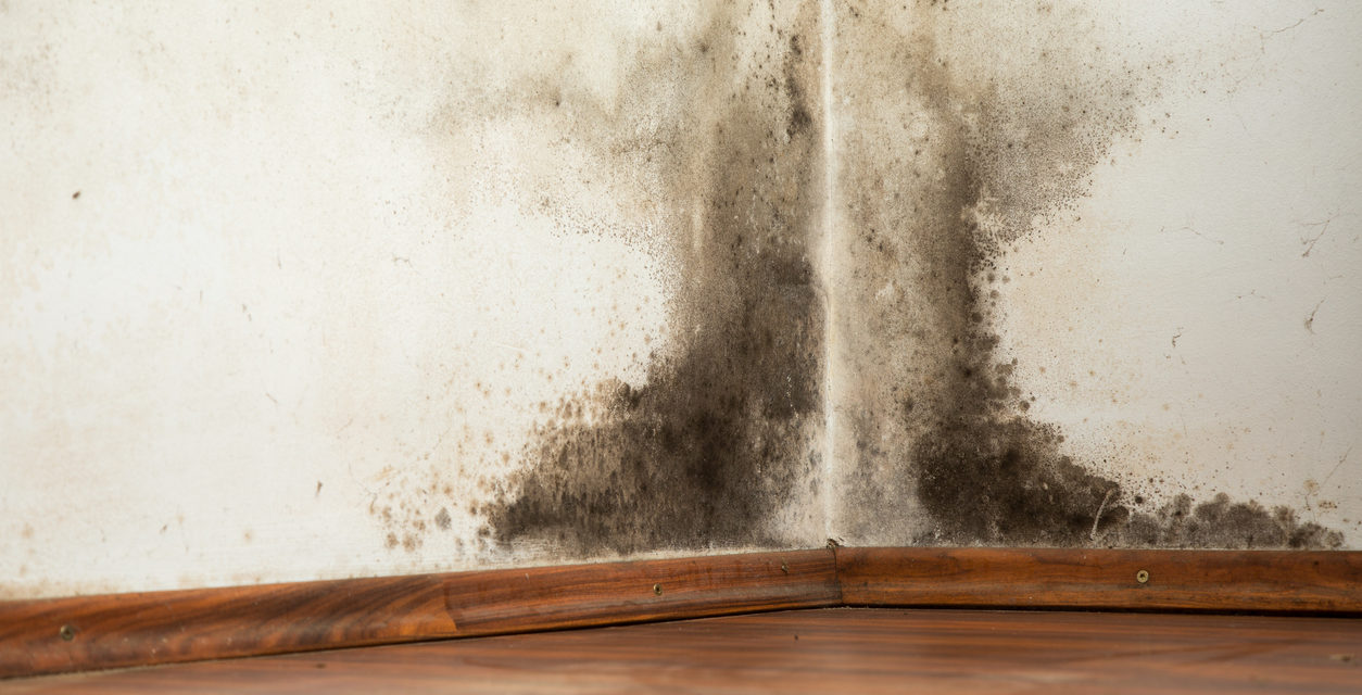 10 Hidden Spots to Check for Mold in Your Home