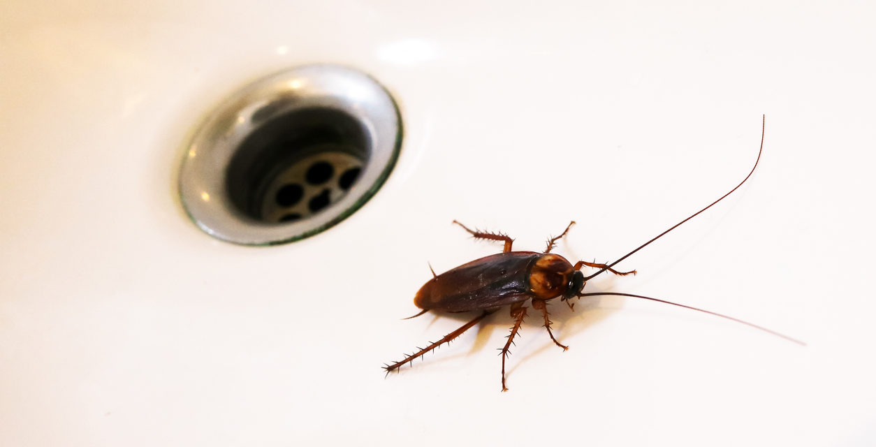 5 Undeniable Signs Cockroaches Are in Your Home