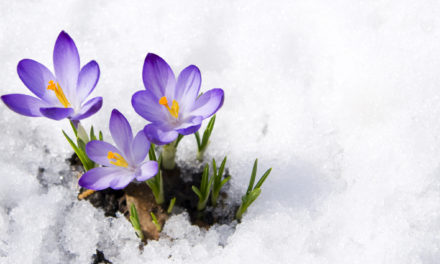 5 Ways Gardens Come Alive in the Winter