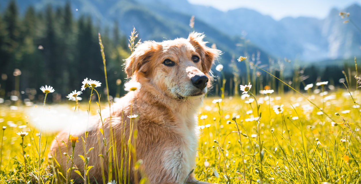 7 Things to Bring When Hiking With Your Dog