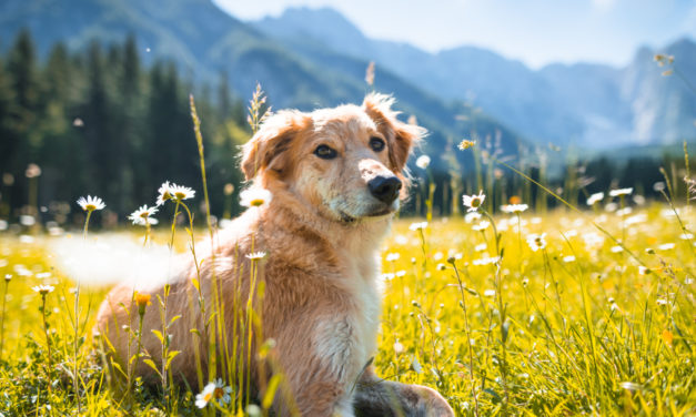 7 Things to Bring When Hiking With Your Dog
