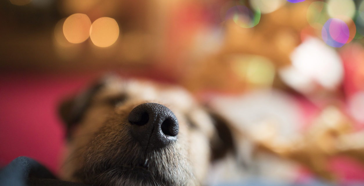 These Holiday Foods Could Kill Your Dog