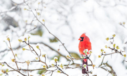 Don’t Let Winter Stop You From Bird Watching