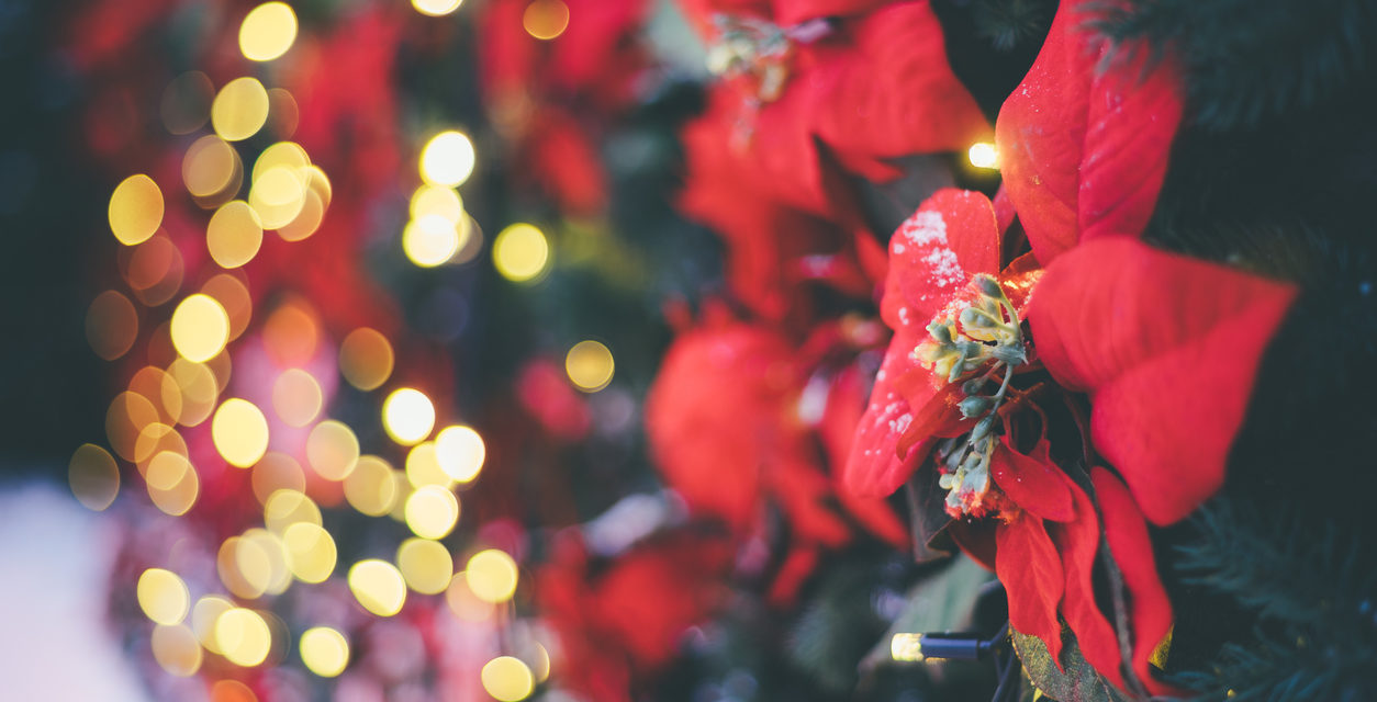 Your Holiday Poinsettias Could Make You and Your Dog Sick