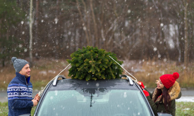 6 Tips for Finding The Perfect Christmas Tree in Colorado