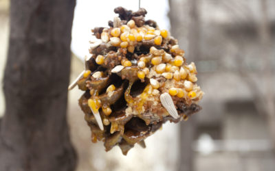 DIY Bird Feeder With Pinecones and Peanut Butter