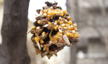 DIY Bird Feeder With Pinecones and Peanut Butter