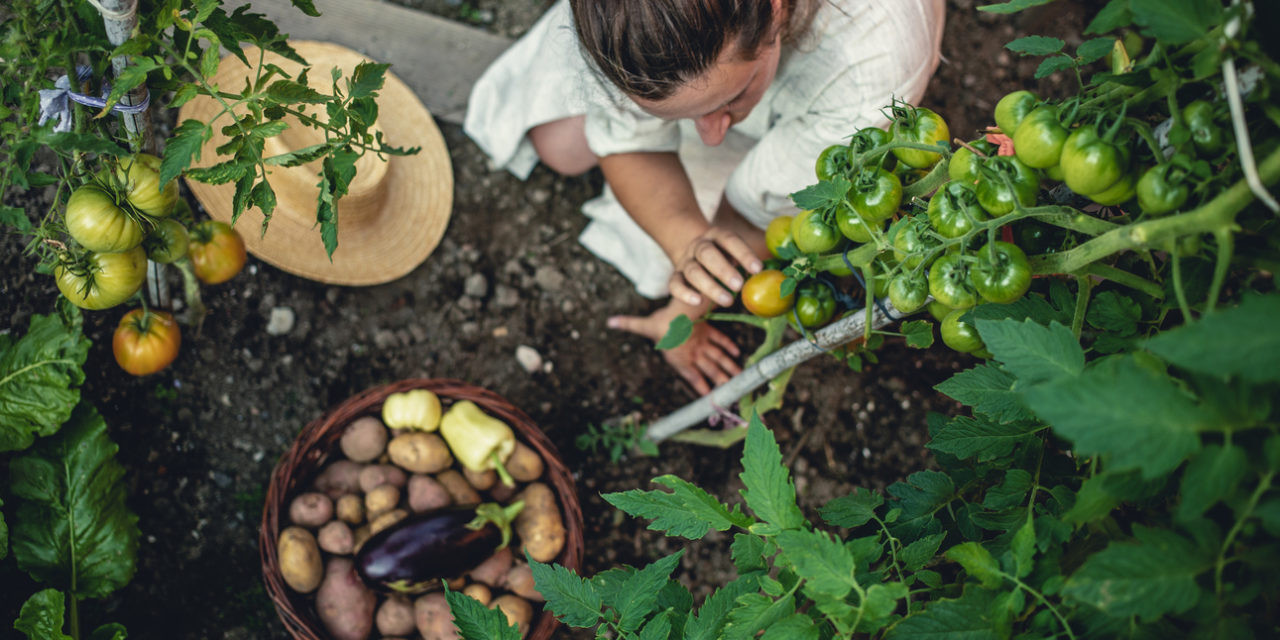 5 Big Reasons to Start a Vegetable Garden