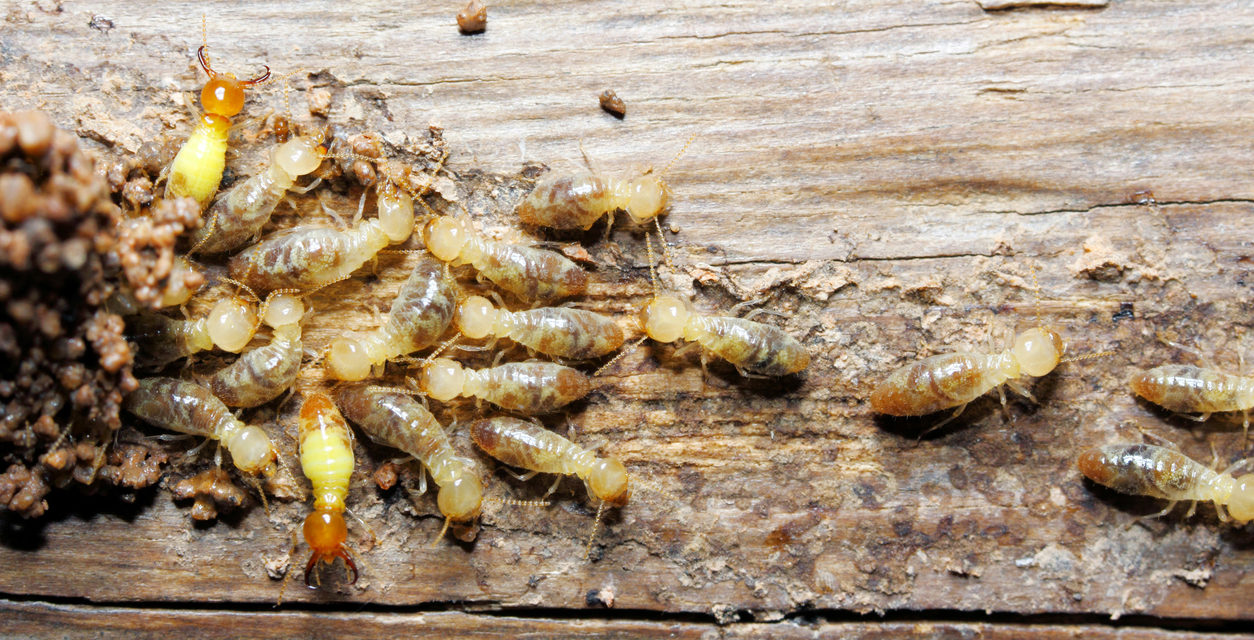 Around The House: Termites in the Rocky Mountains?