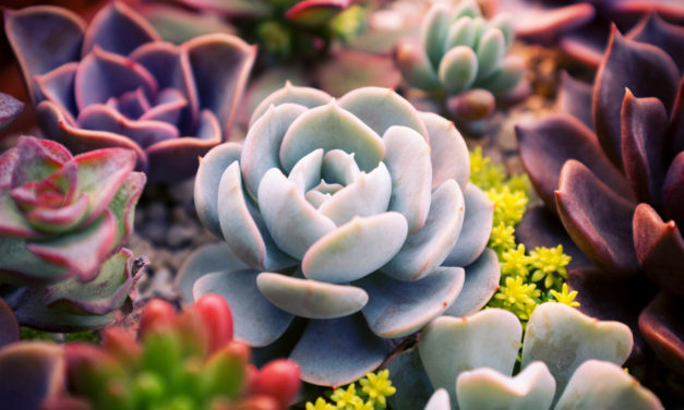 Everything You Need To Know About Growing Succulents