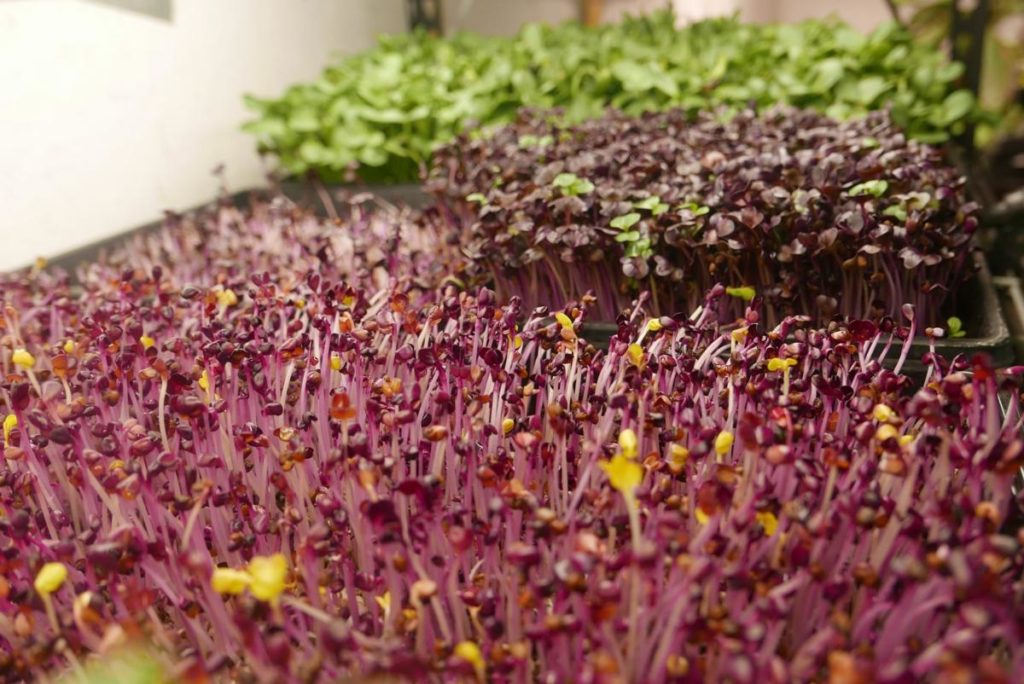 Eternal Bloom's micro greens grow in tray systems. Pictured here, foreground to background, are garnet amaranth, purple radish and sunflower. Courtesy of Eternal Bloom LLC