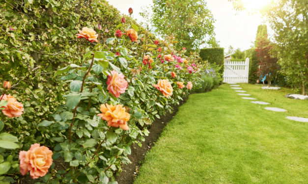 Tips for Getting Your Yard Ready for Summer