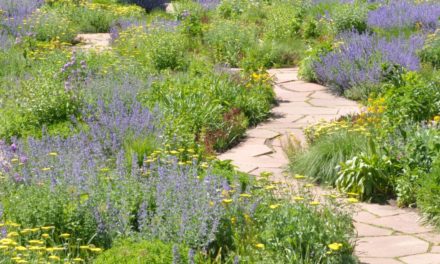 Going native by converting turf to native plants