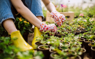 Year-round gardening: Here’s your May checklist